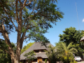 Shongwe Ingwe