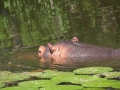 hippo-1