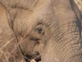 Kruger National Park
