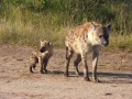 Kruger National Park