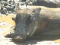 Kruger National Park