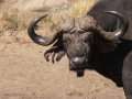Kruger National Park