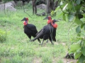 Kruger National Park