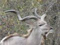Kruger National Park