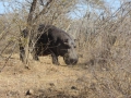 Kruger National Park