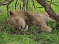 Kruger National Park